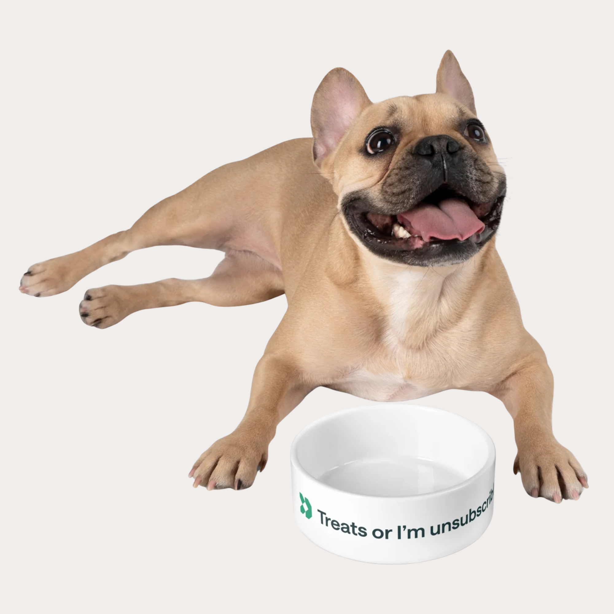 Pet Bowl